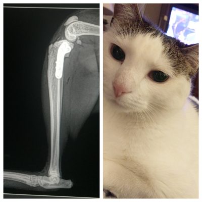 A side by side image of an x-ray of Juliet the cats leg post op and Juliet who is a white and grey cat