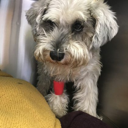 A grey and white small dog recovering in a kennel