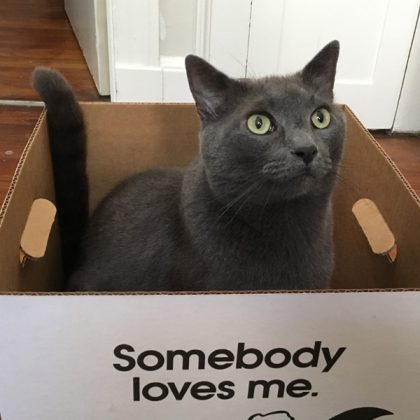 A grey cat with green eyes sitting in a box