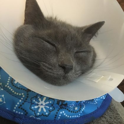 A grey cat sleeping and has a plastic cone around his neck