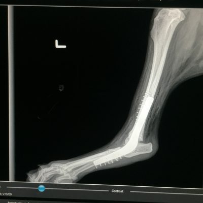 An x-ray of a dog named Minnie dog op