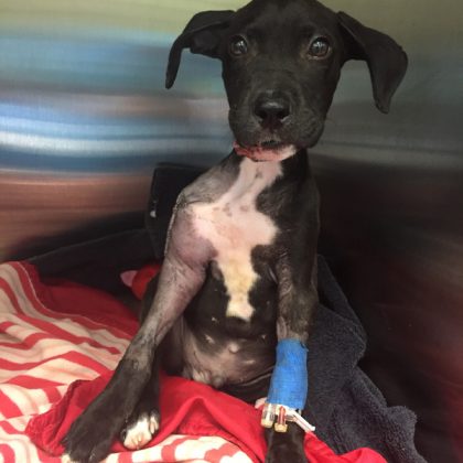 A black and white puppy sitting in a kennel with an IV in his arm