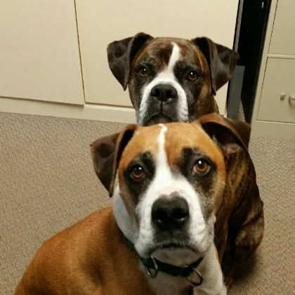 Two dogs looking at the camera. One dog is white and brown brindle. One dog is tan and white