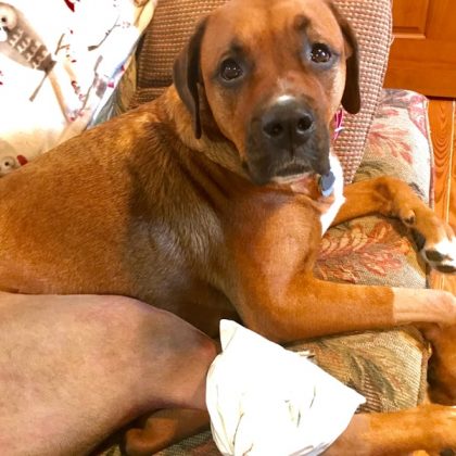 A large brown and white dog laying on the couch and has an ice pack on his leg