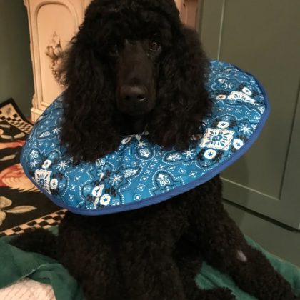 A large black poodle with a blue fabric cone around his neck