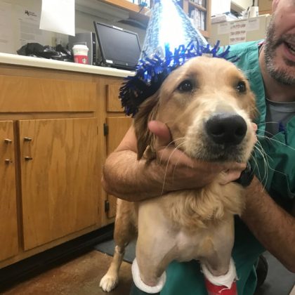 A yellow labrador with his front two legs broken in casts. The dog is wearing a blue party hat