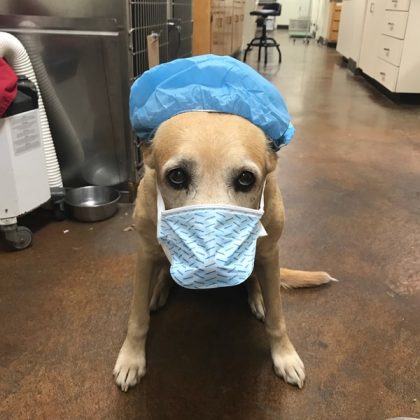 A yellow Labrador dressed up in a doctors cap and mask
